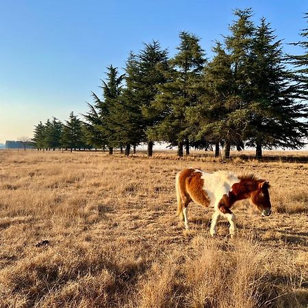Merino Stal Guest Farm Ermelo Dış mekan fotoğraf