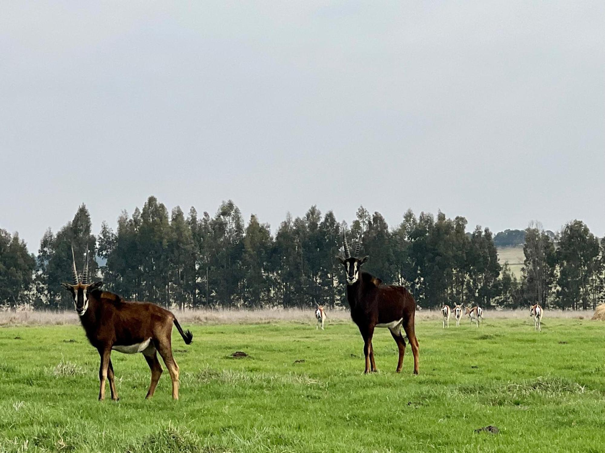 Merino Stal Guest Farm Ermelo Dış mekan fotoğraf