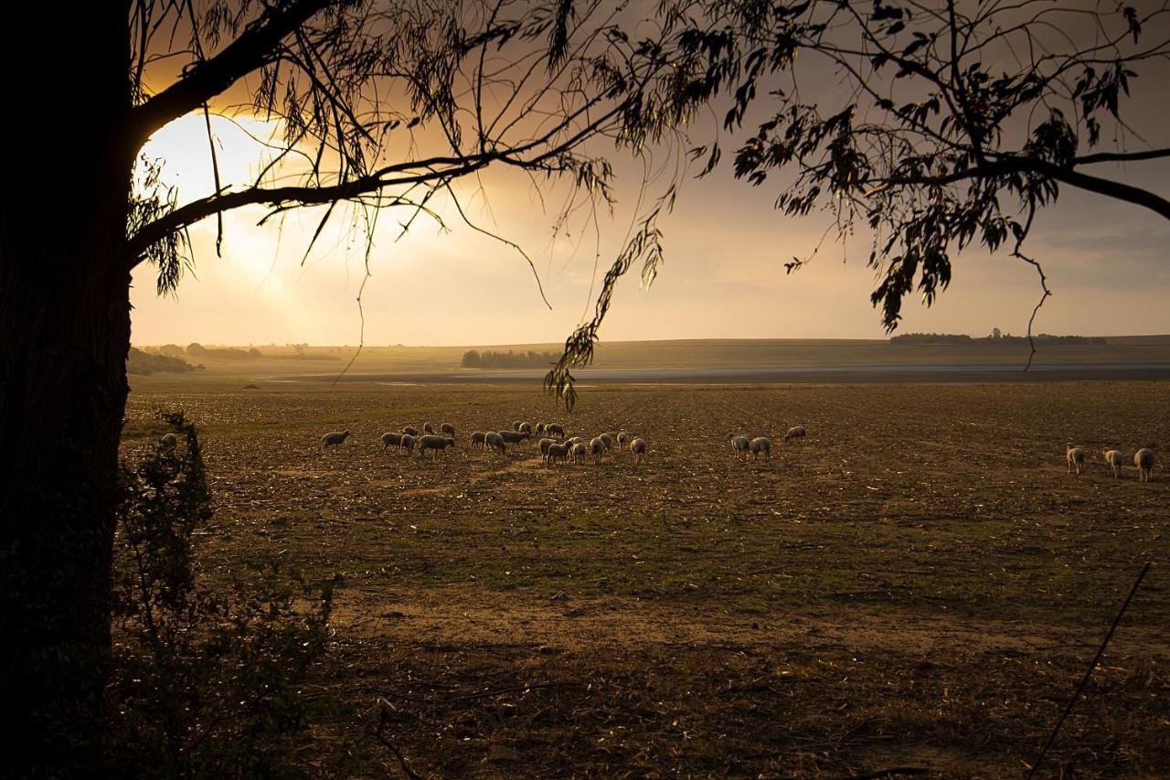 Merino Stal Guest Farm Ermelo Dış mekan fotoğraf